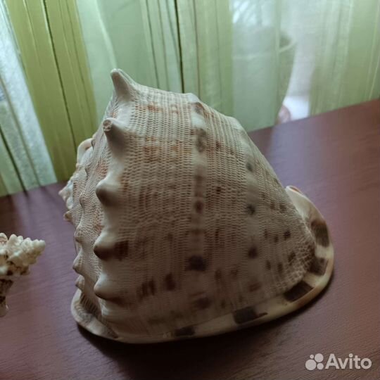 Ракушка большая, 2 штуки