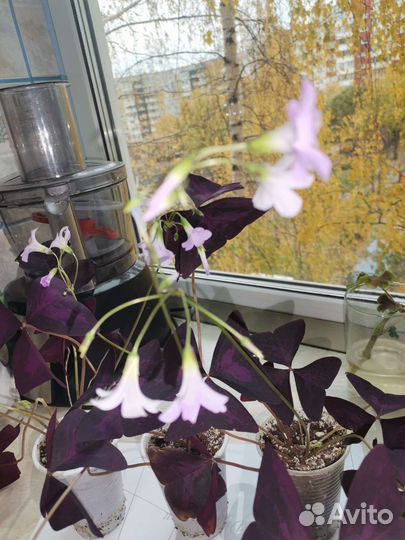 Кислица, фиолетовые бабочки, доброе утро