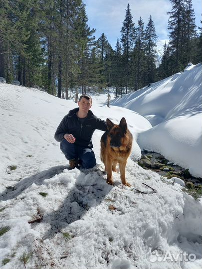 Корм для собак