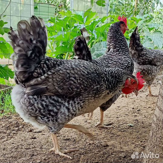 Борковская барвистая семья, молодые петушки