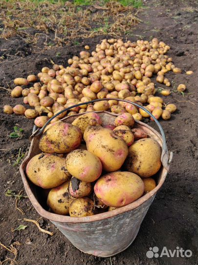 Картофель деревенский Похвистневский район