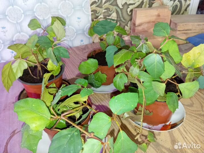 Хлорофитум, маранта, циссус, аглаонема, фикусы