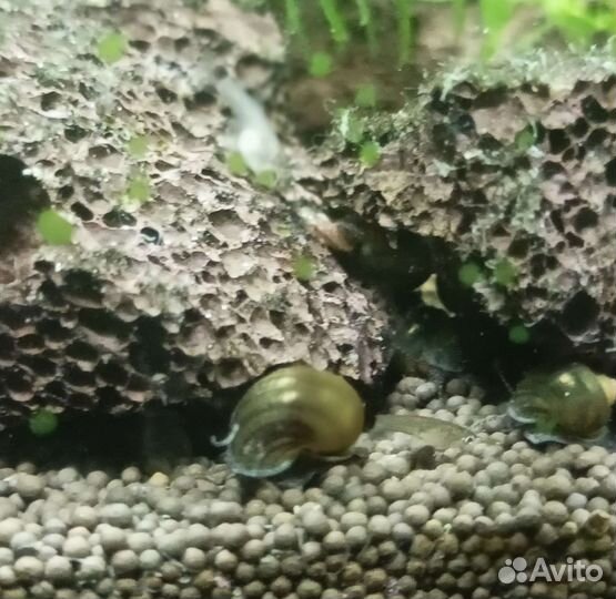 Улитки ампулярии