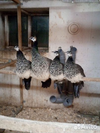 Продаются павлинята