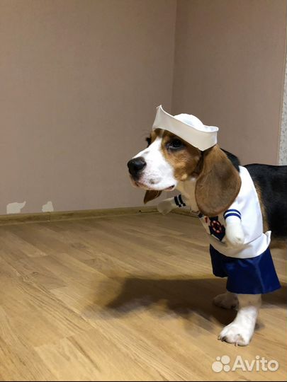 Костюм для собаки