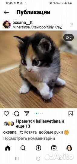 Котята в добрые руки приучены к лотку