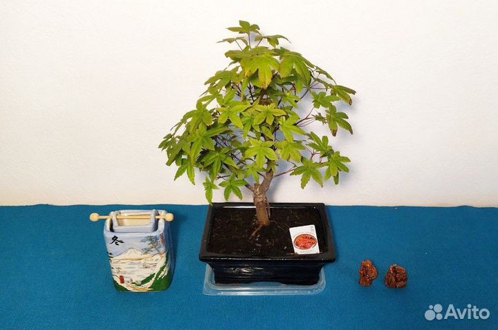 Бонсай Клен