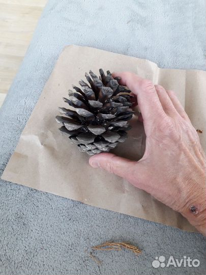 Шишка для творчества