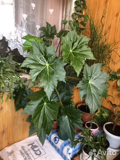 Королевская Бегония