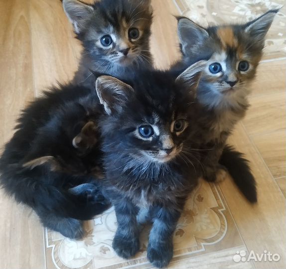 Котёнок Мейн-кун