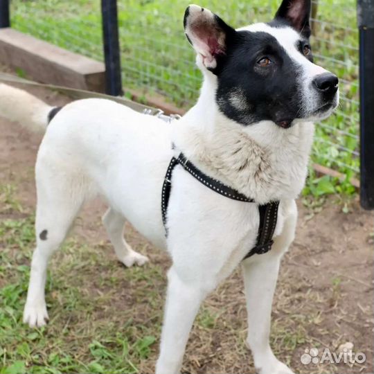 Собака Малыш в добрые руки