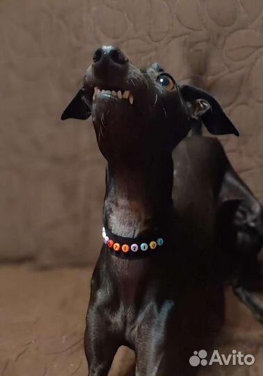 Адрессник для собак и кошек