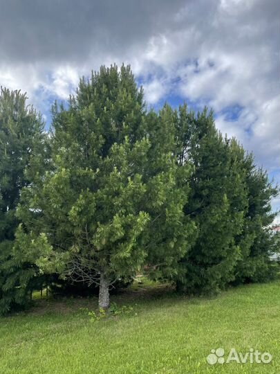 Саженцы кедра