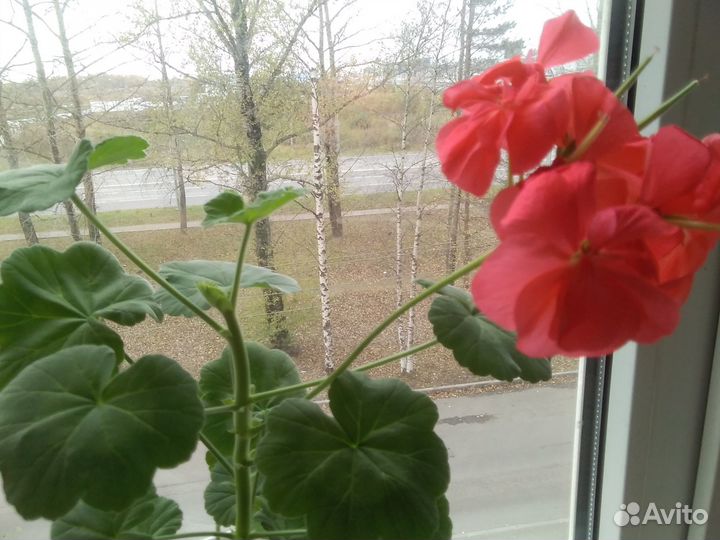 Герань пеларгония сортовая