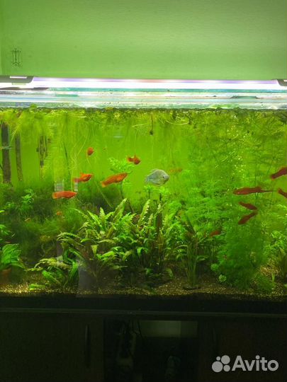 Аквариум с тумбой с растениями и рыбками