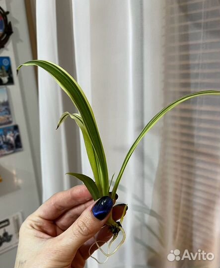 Хлорофитум