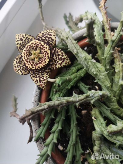 Орбея пестрая стапелия