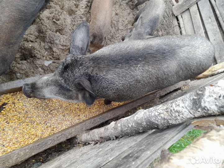 Матка кабана