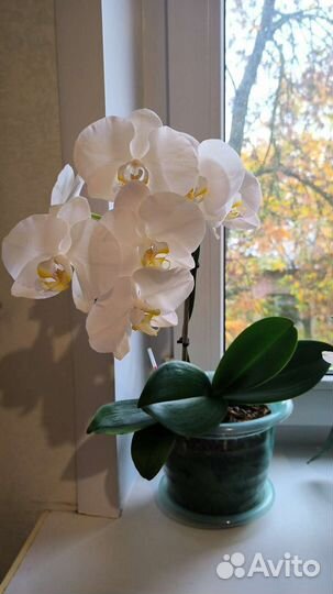 Орхидея фаленопсис белая