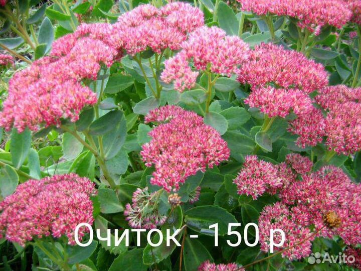 Многолетние цветы
