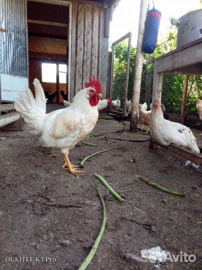 Молодые петушки