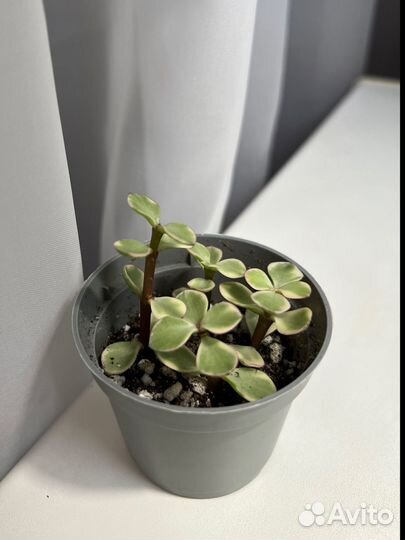 Портулакария афра