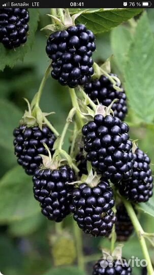 Саженцы ежевики