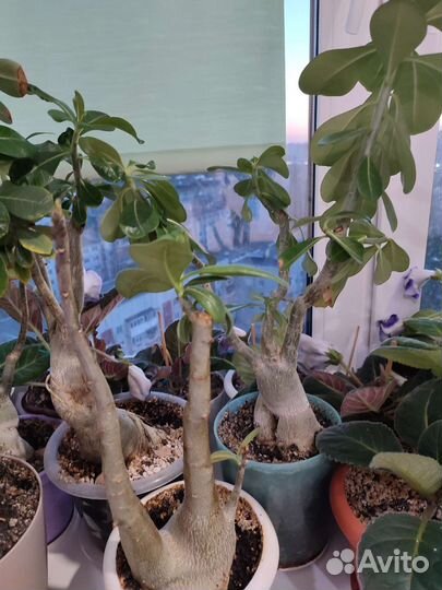 Адениум взрослый