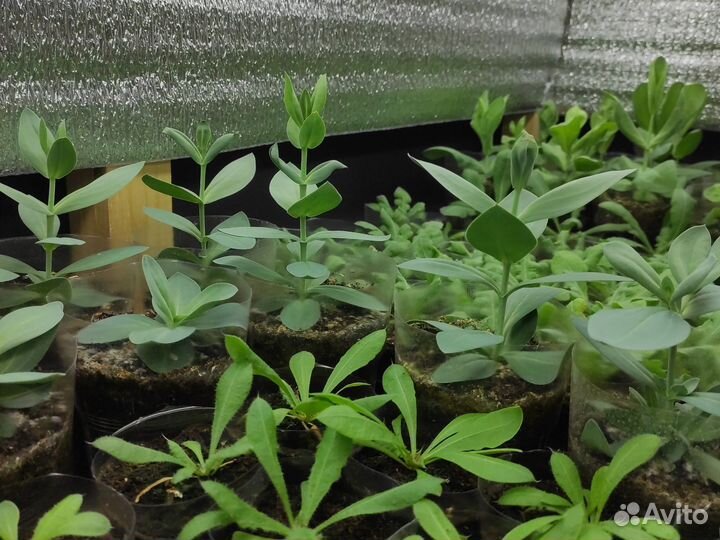 Эустома рассада