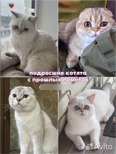 Шотландский вислоухий котёнок