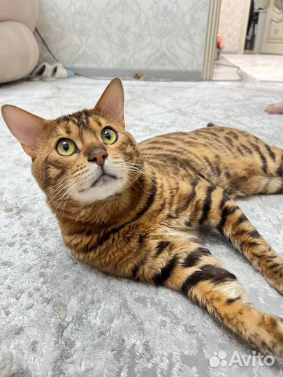 Бенгальский кот вязка