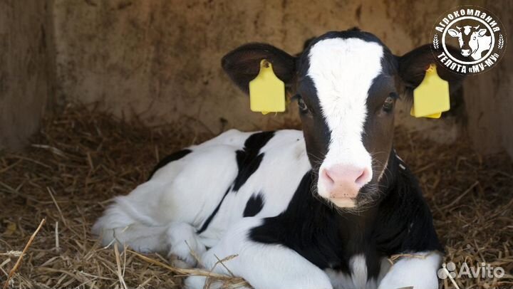 Телята бычки