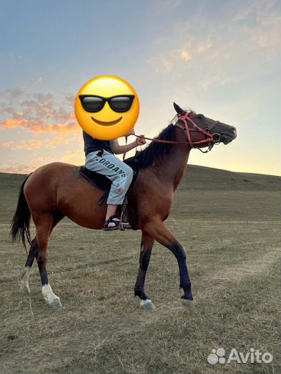 Лошадь кабыла