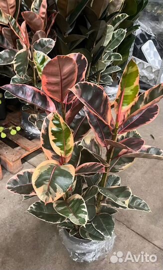 Фикус Эластика Бенджамина Лирата 100-200см