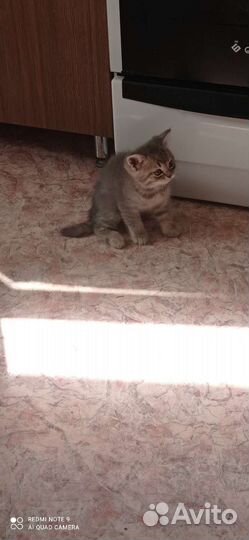 Котенок шотландский