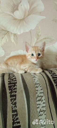 Котенок