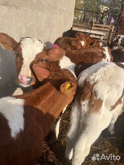 Телята бычки племенные с доставкой