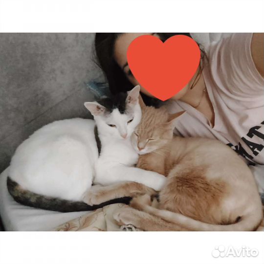 Кошка и кот