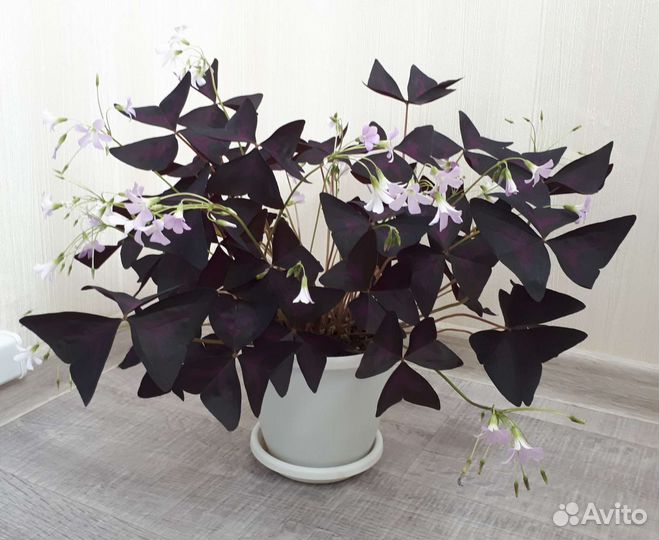 Кислица (оксалис)