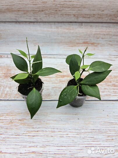 Хойи мелколистные-4