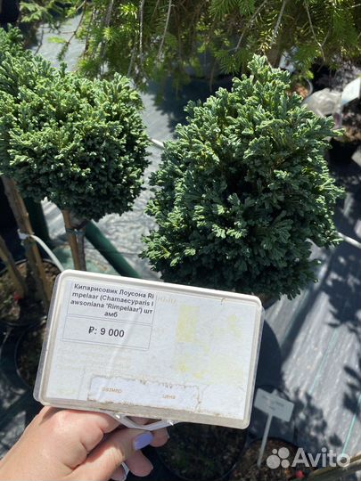 Кипарисовик Лоусона штамб