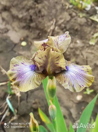 Ирисы карликовые