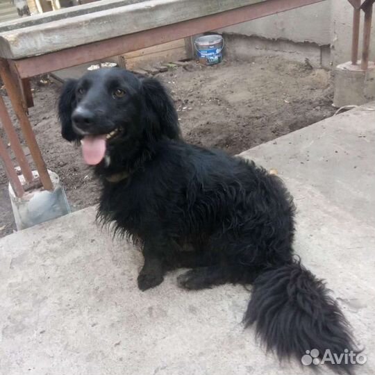 В добрые руки