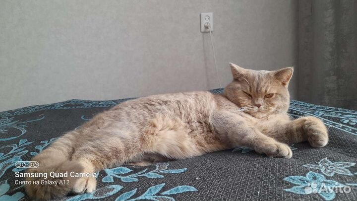 Шотландская