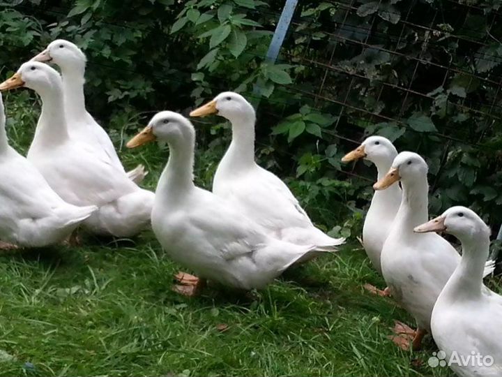 Утка, Цыплята, Индюшата