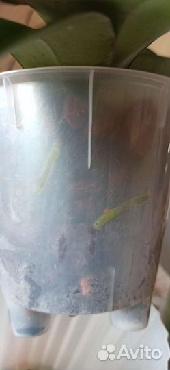 Орхидея фаленопсис биг лип