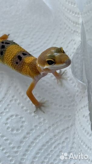 Геккон эублефар