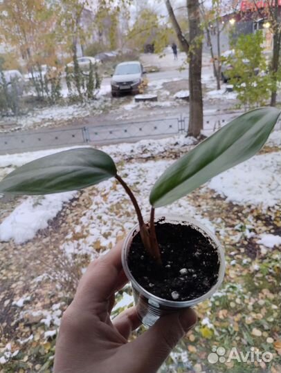 Антуриум, бегония, филодендрон