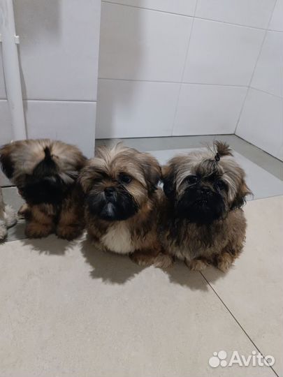 Мальчики. Полностью привиты