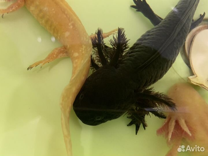 Аксолотль розовый, черный и аквариумы под ключ